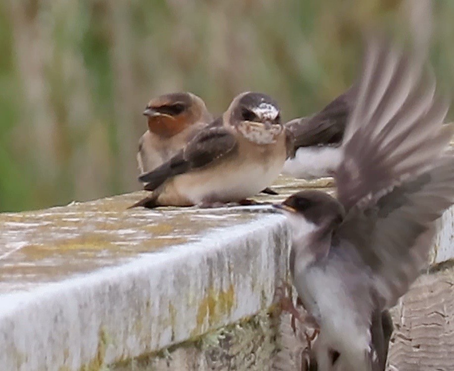 Cliff Swallow - Petra Clayton