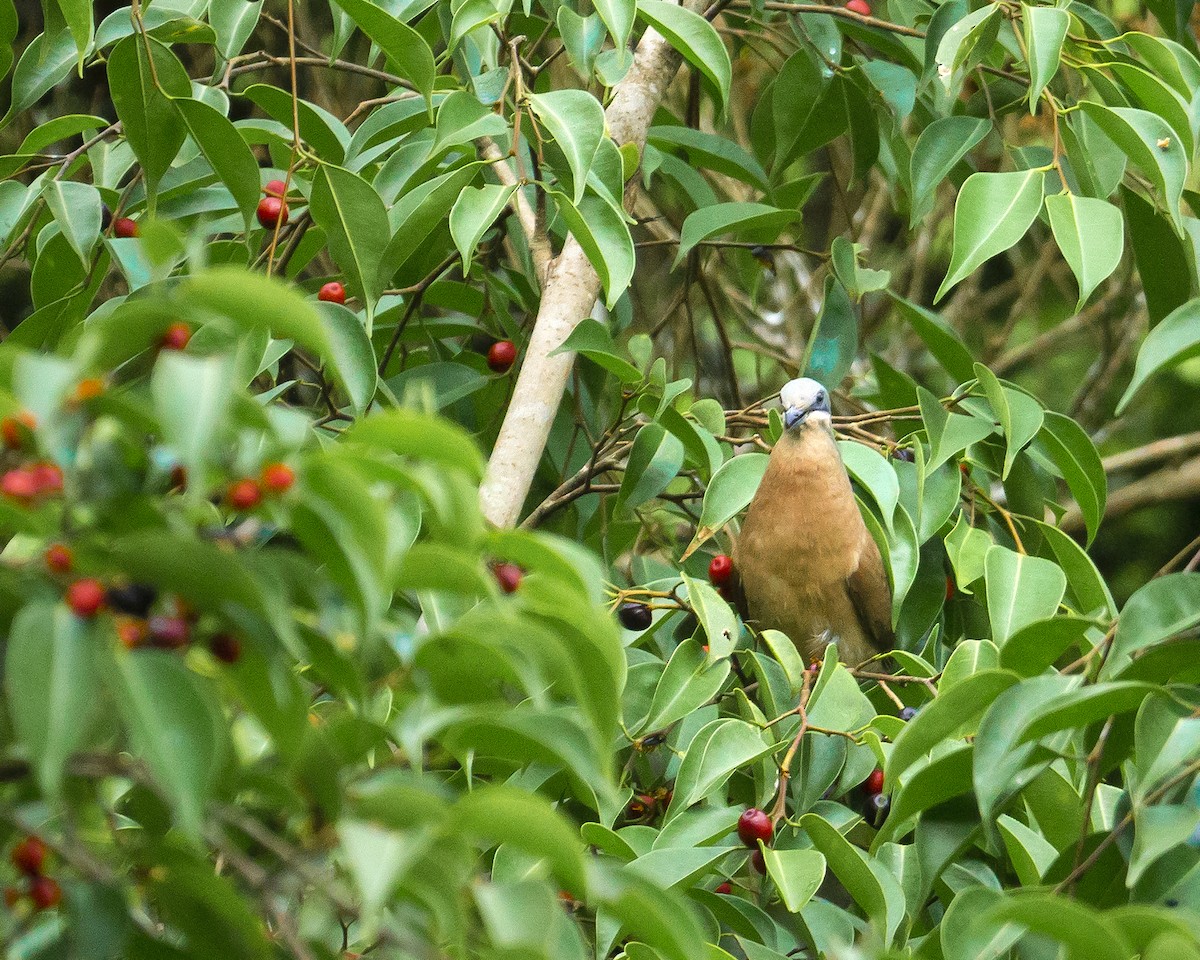 White-eared Brown-Dove - ML255043721