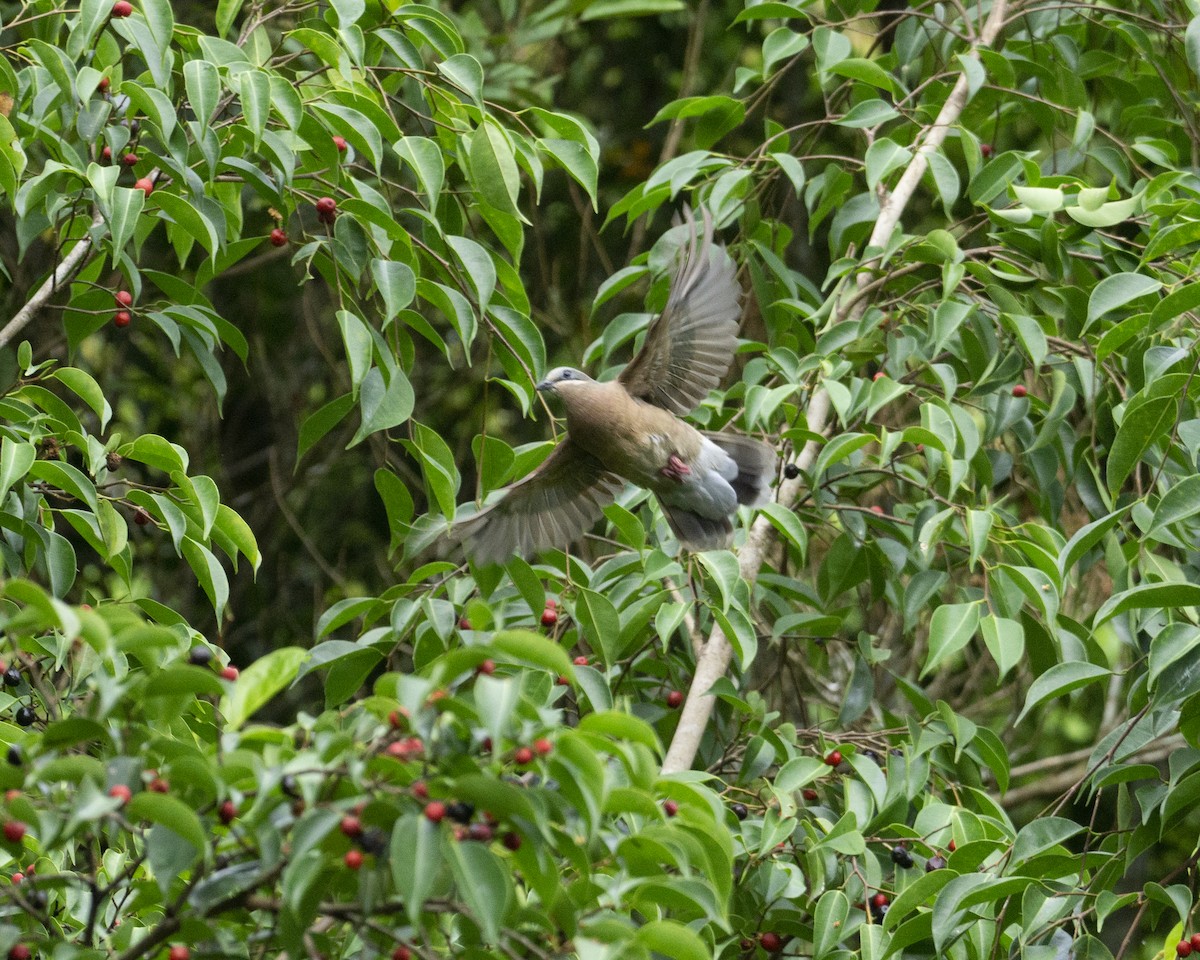 White-eared Brown-Dove - ML255043821