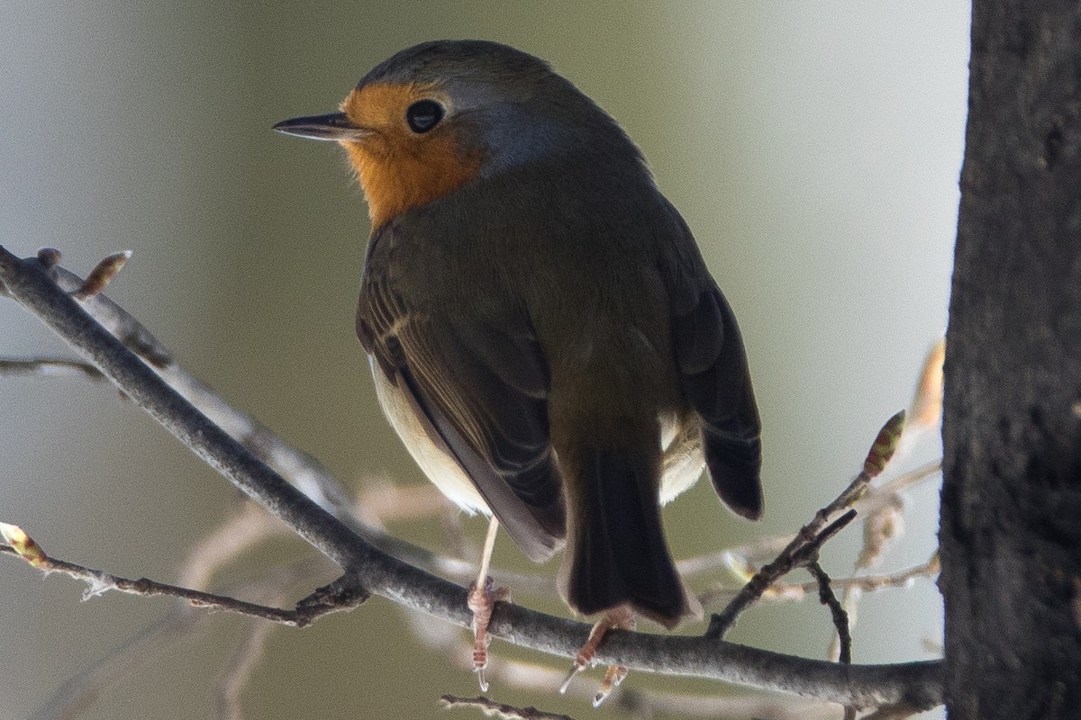 European Robin - ML25504431