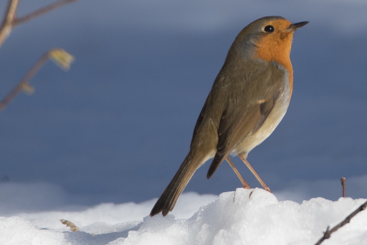 European Robin - ML25504441