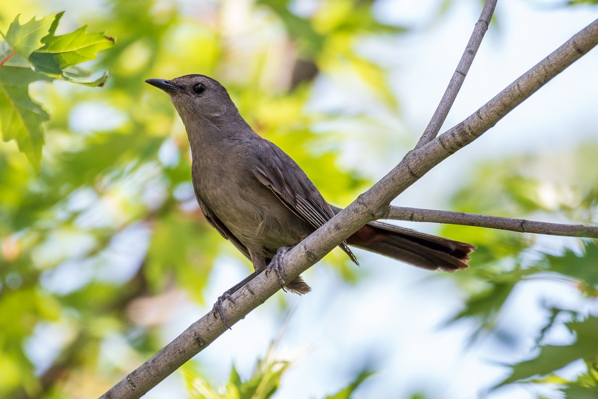 Gray Catbird - ML255046181