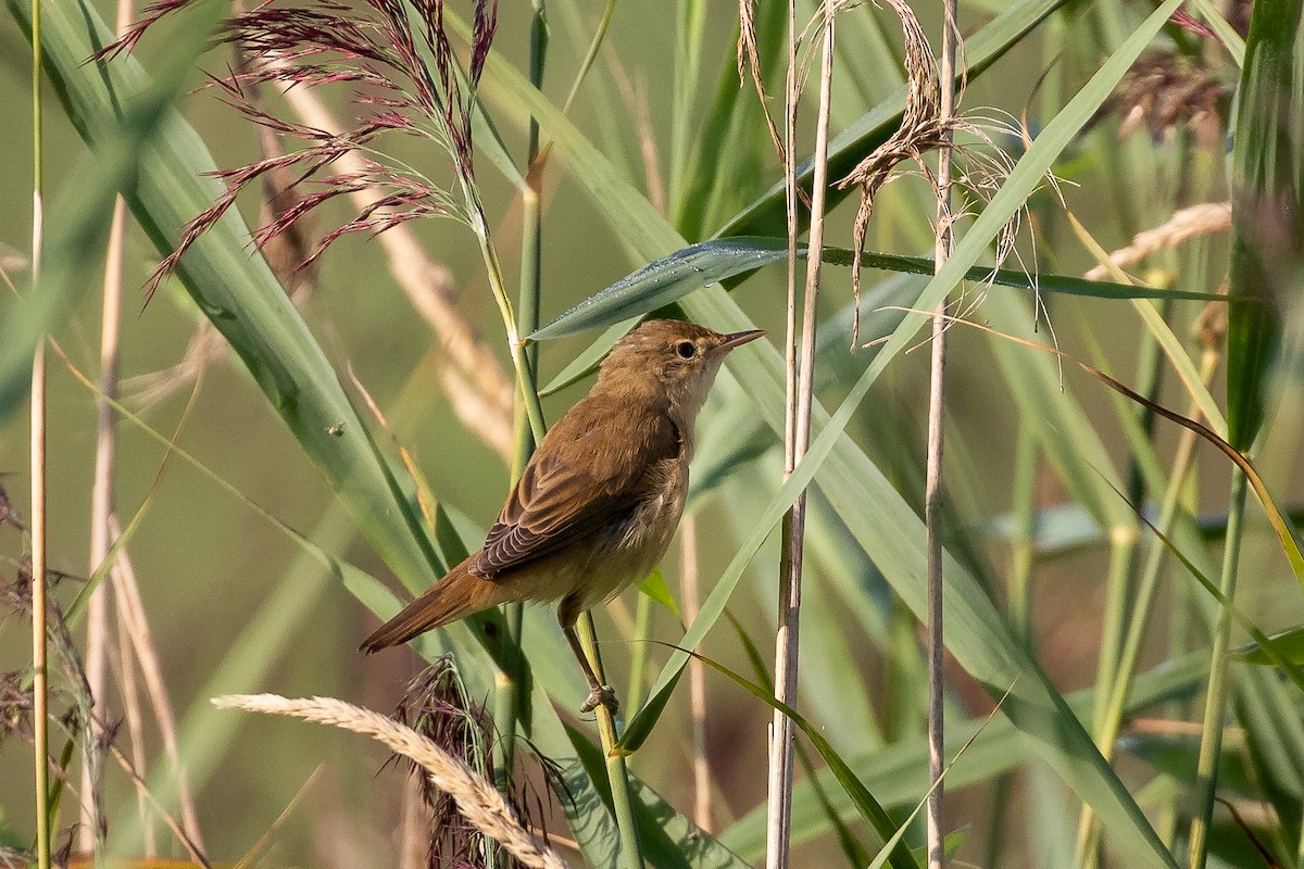Common Reed Warbler - ML255046691