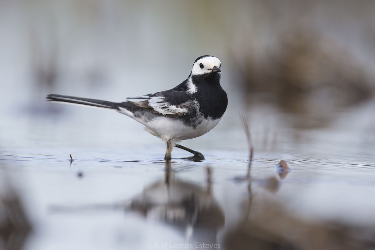 White Wagtail (British) - ML25504781