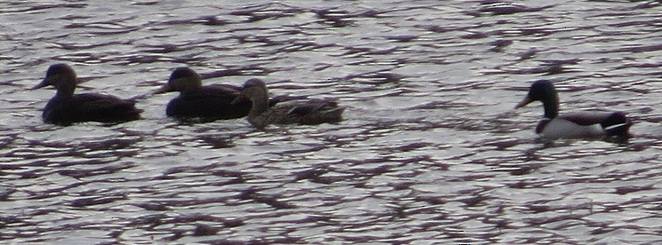 American Black Duck - ML25504791