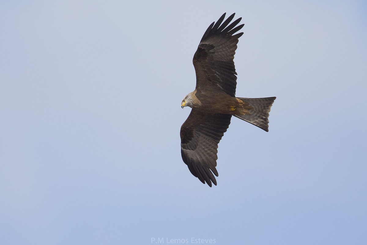 Black Kite - PMDE ESTEVES