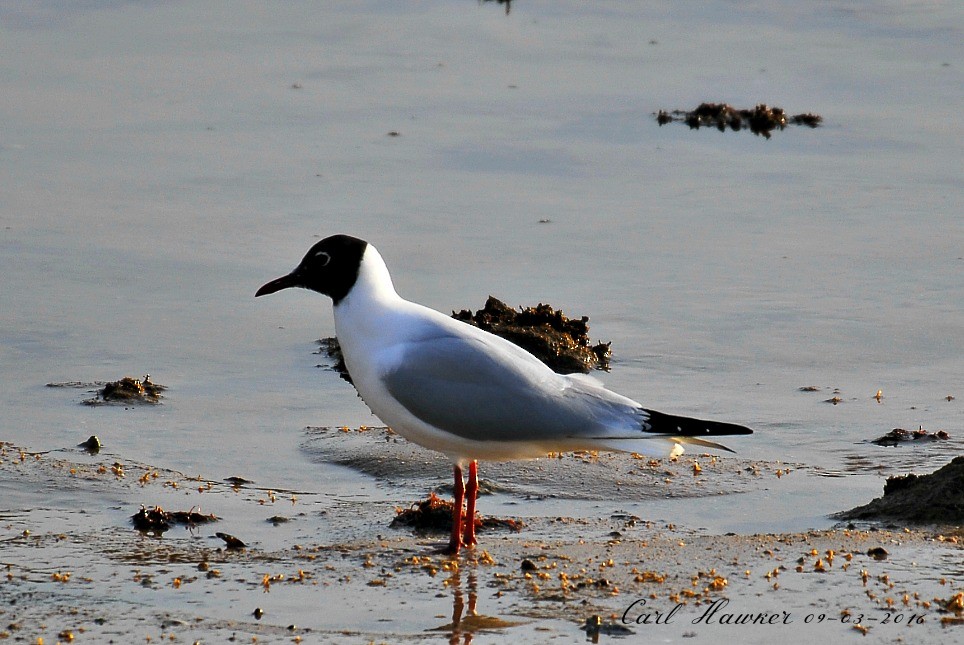 Black-headed Gull - ML25504841