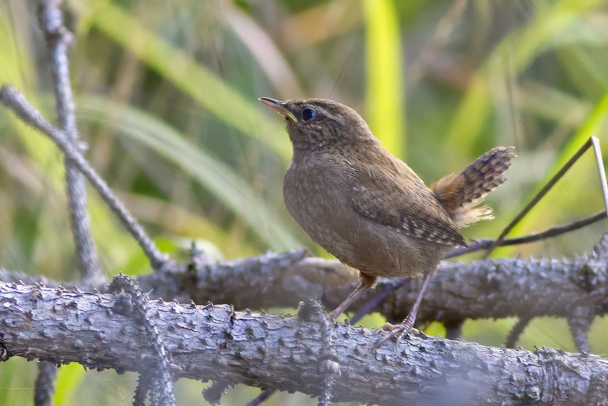 Eurasian Wren - ML255048781