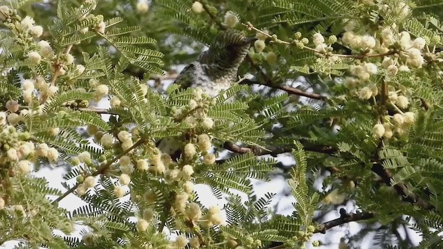 Klaas's Cuckoo - ML255049371