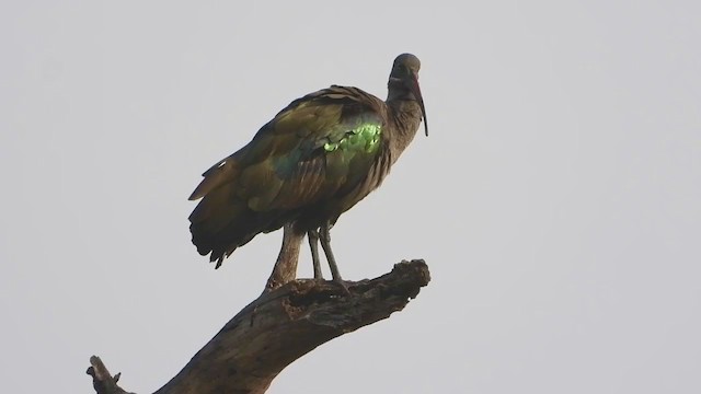 Hadada Ibis - ML255049471