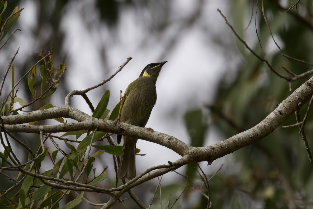 Lewin's Honeyeater - ML255050011