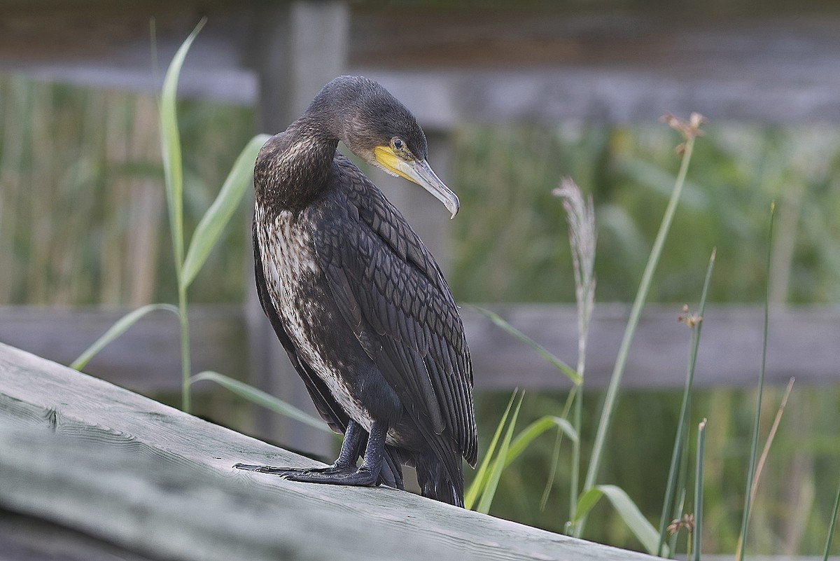 Great Cormorant - ML255050201