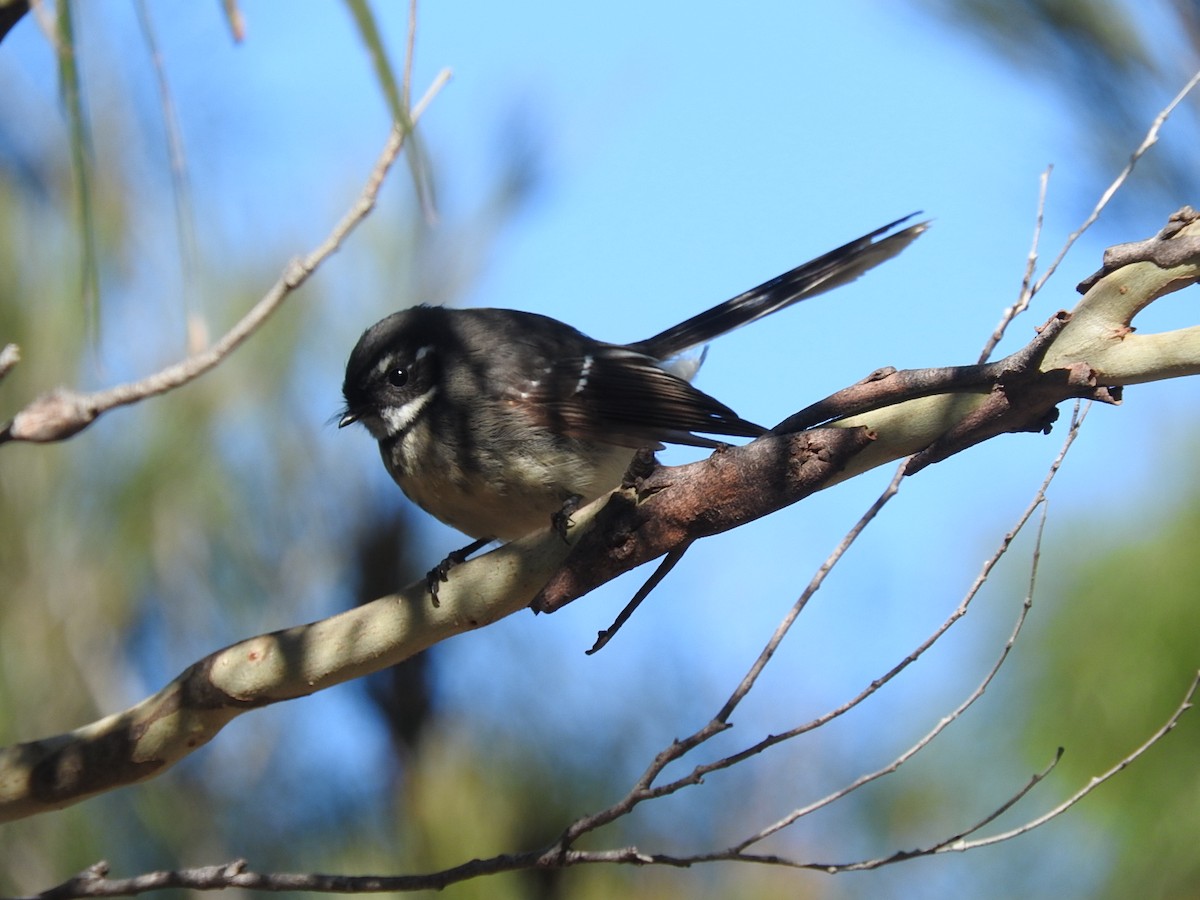 Gray Fantail - George Vaughan