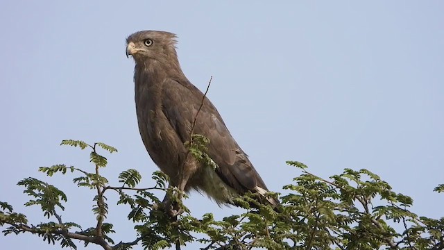 Banded Snake-Eagle - ML255050671