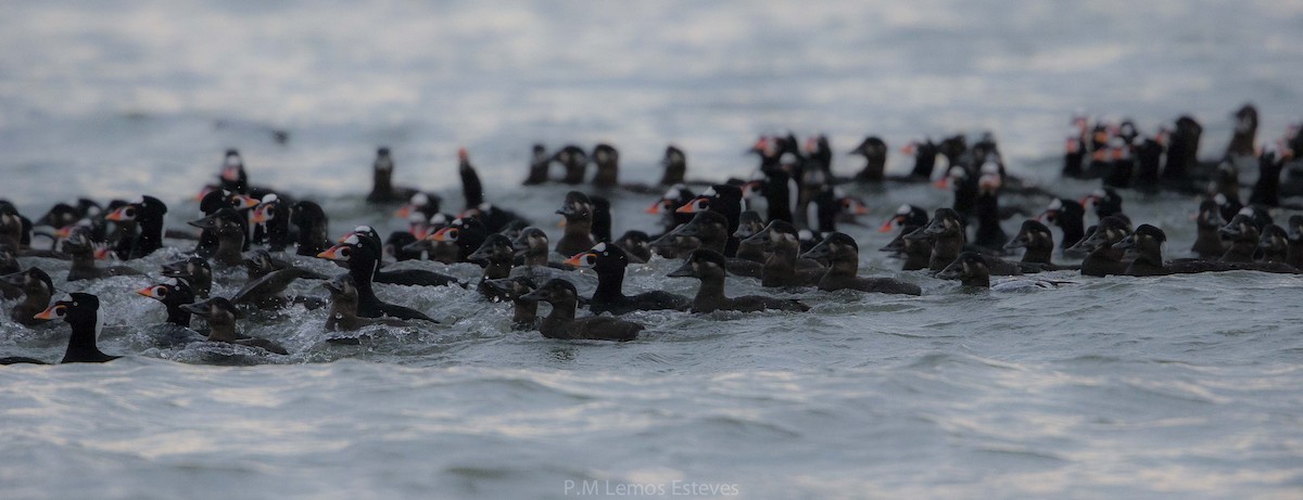 Surf Scoter - ML25505141