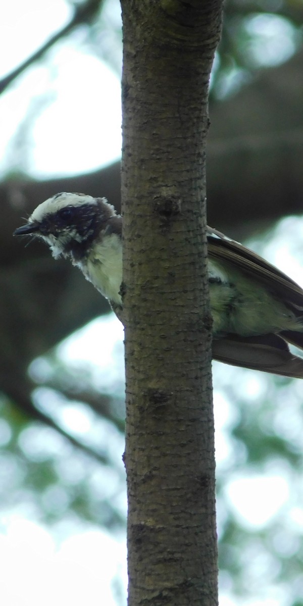 White-browed Fantail - ML255051621