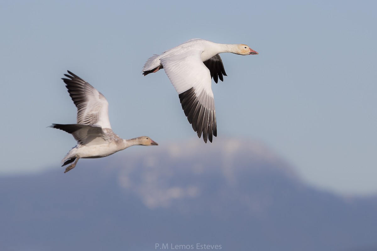 Snow Goose - PMDE ESTEVES