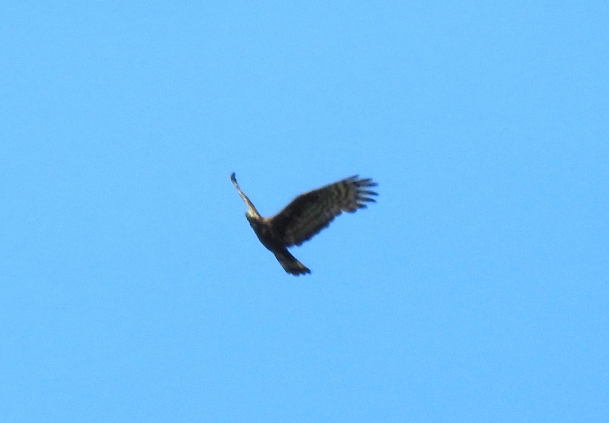 Oriental Honey-buzzard - 仲翔 戴