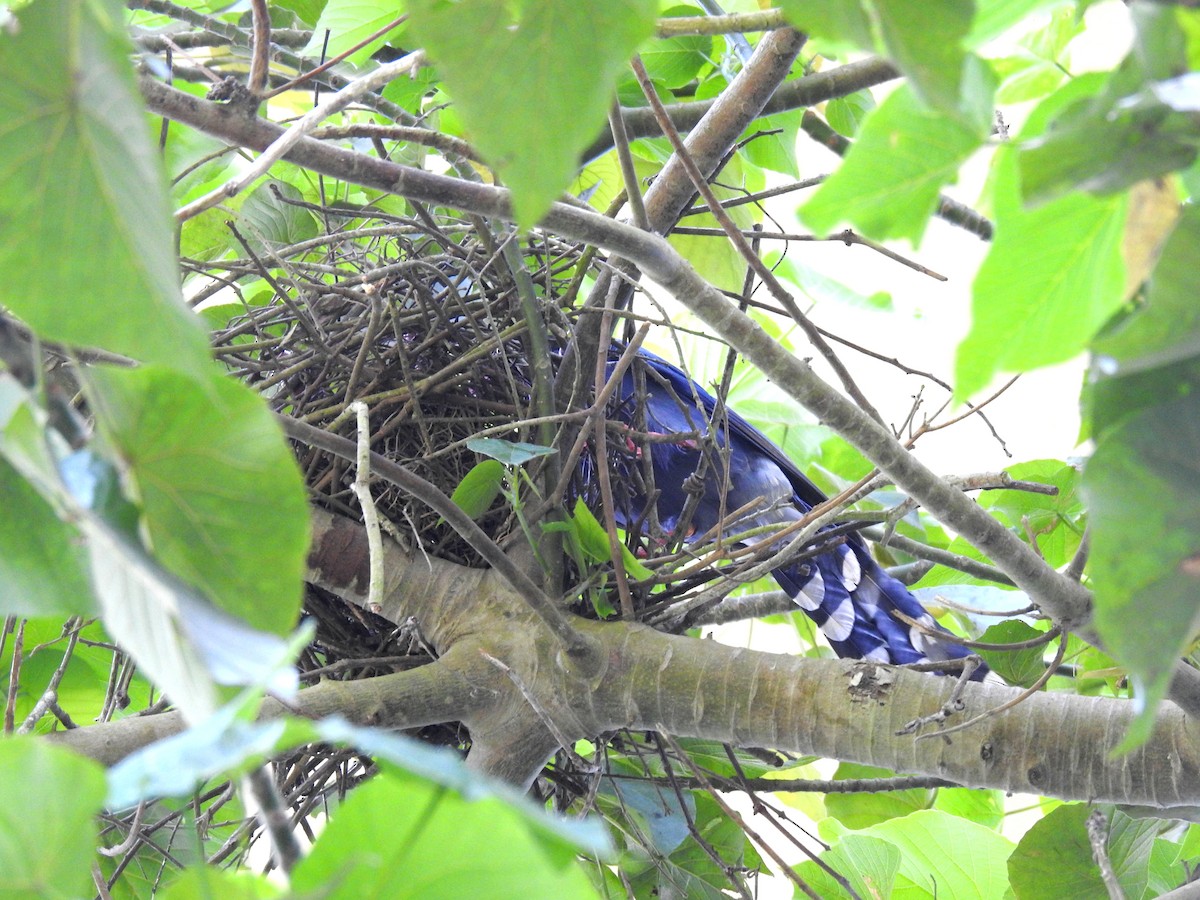 Taiwan Blue-Magpie - ML255052921