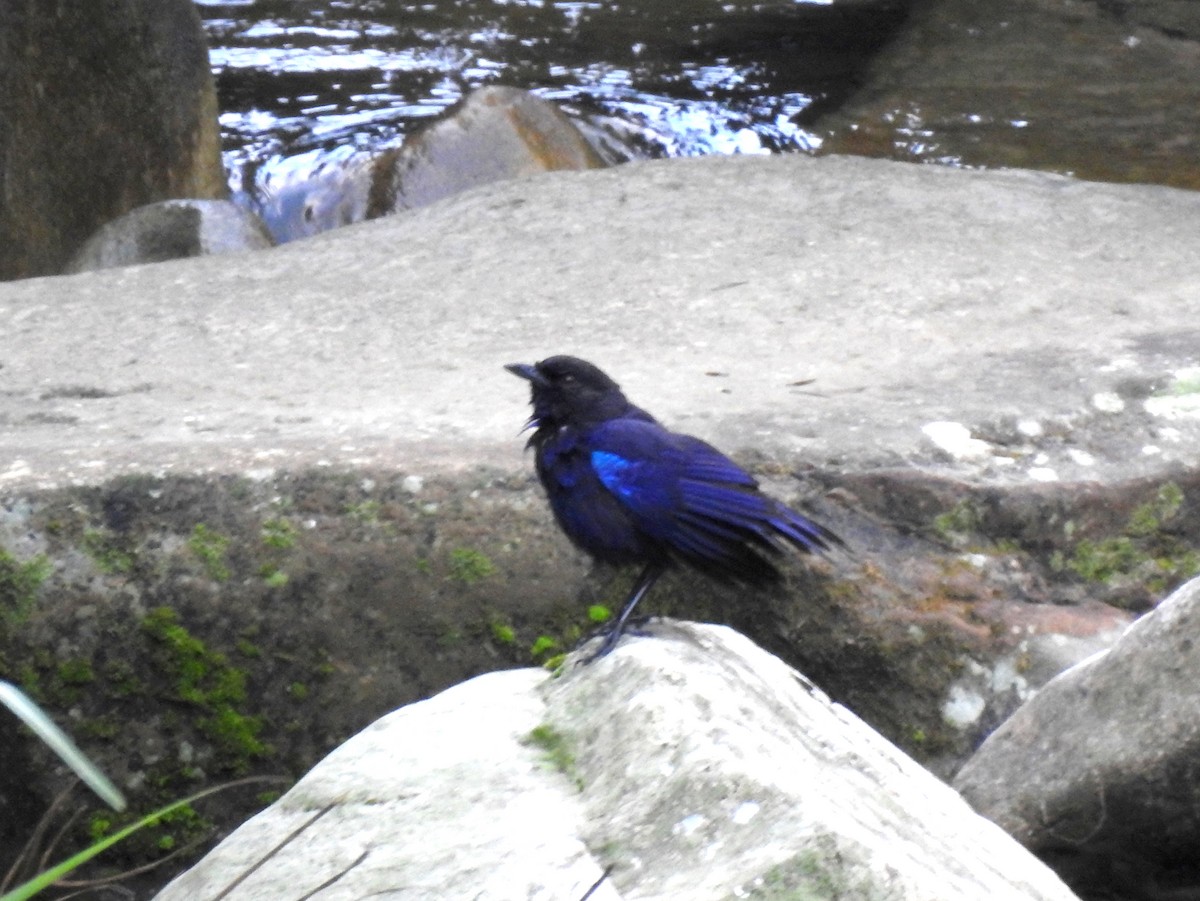 Taiwan Whistling-Thrush - ML255052981