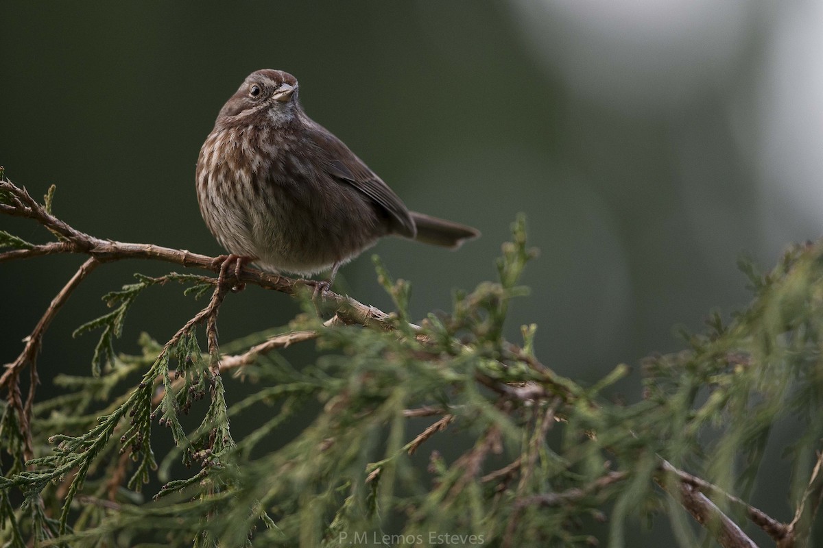 Song Sparrow - PMDE ESTEVES