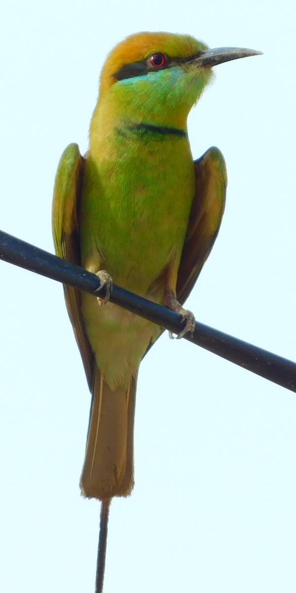 Asian Green Bee-eater - ML255053391