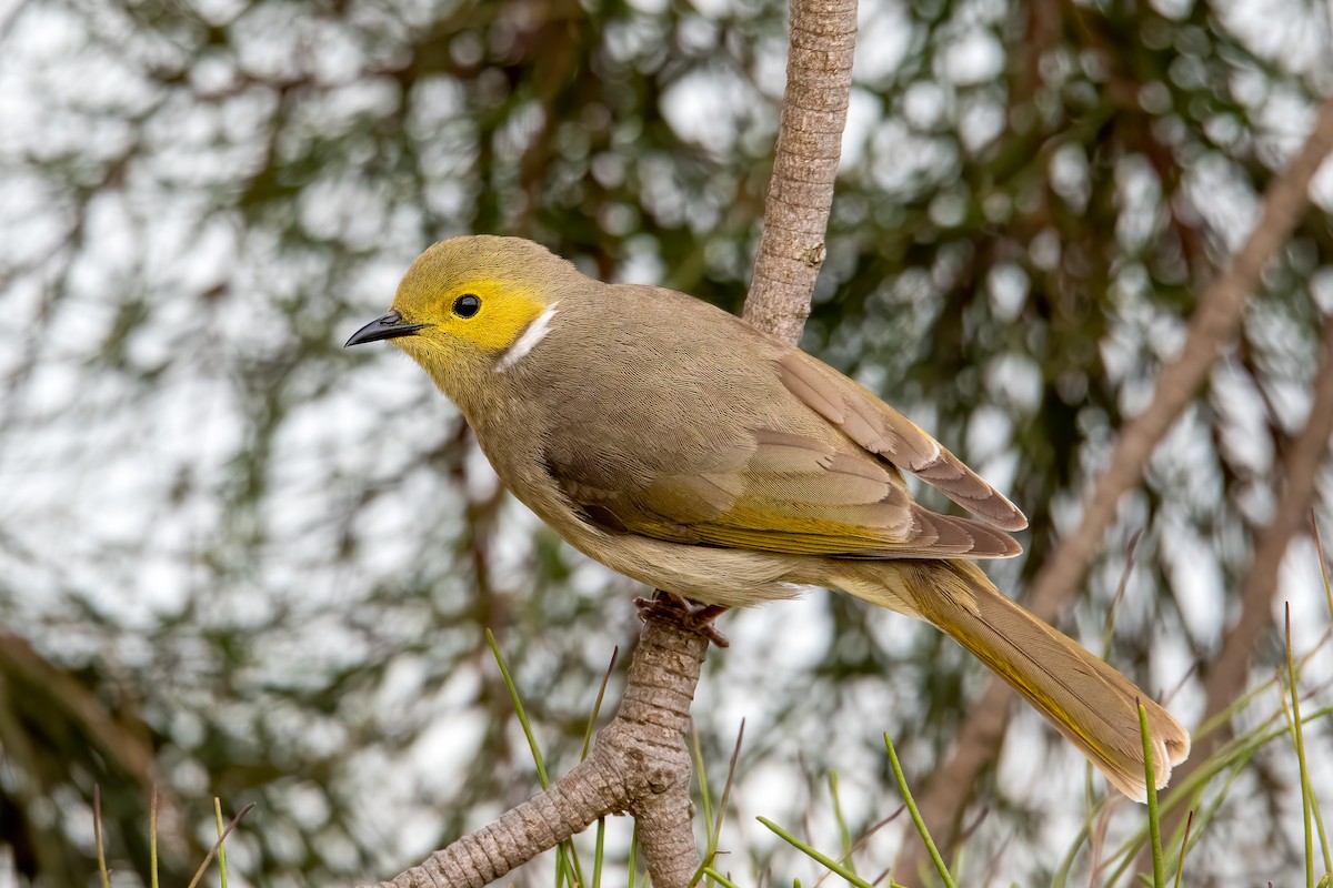 White-plumed Honeyeater - ML255054071