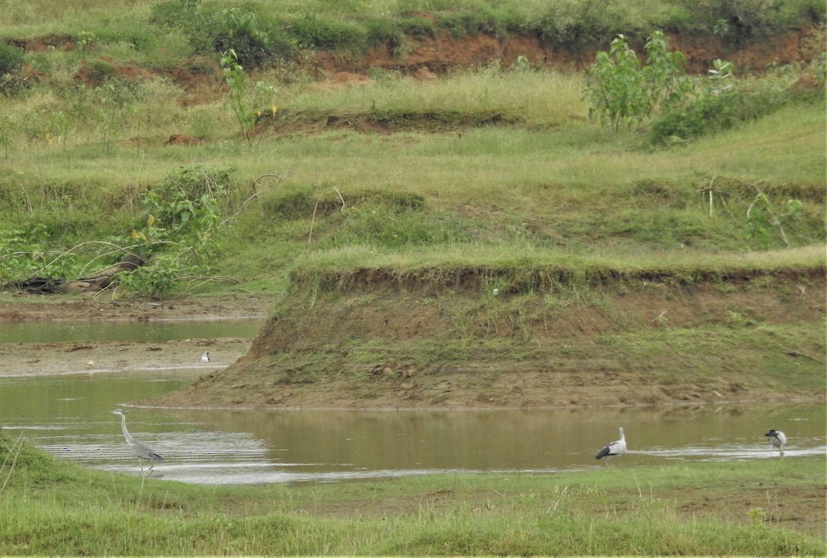 Gray Heron - ML255054101