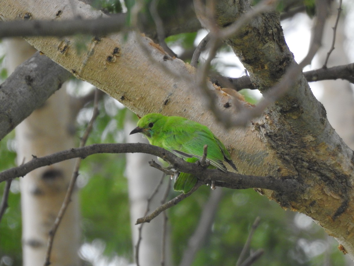 Jerdon's Leafbird - Shivaprakash Adavanne