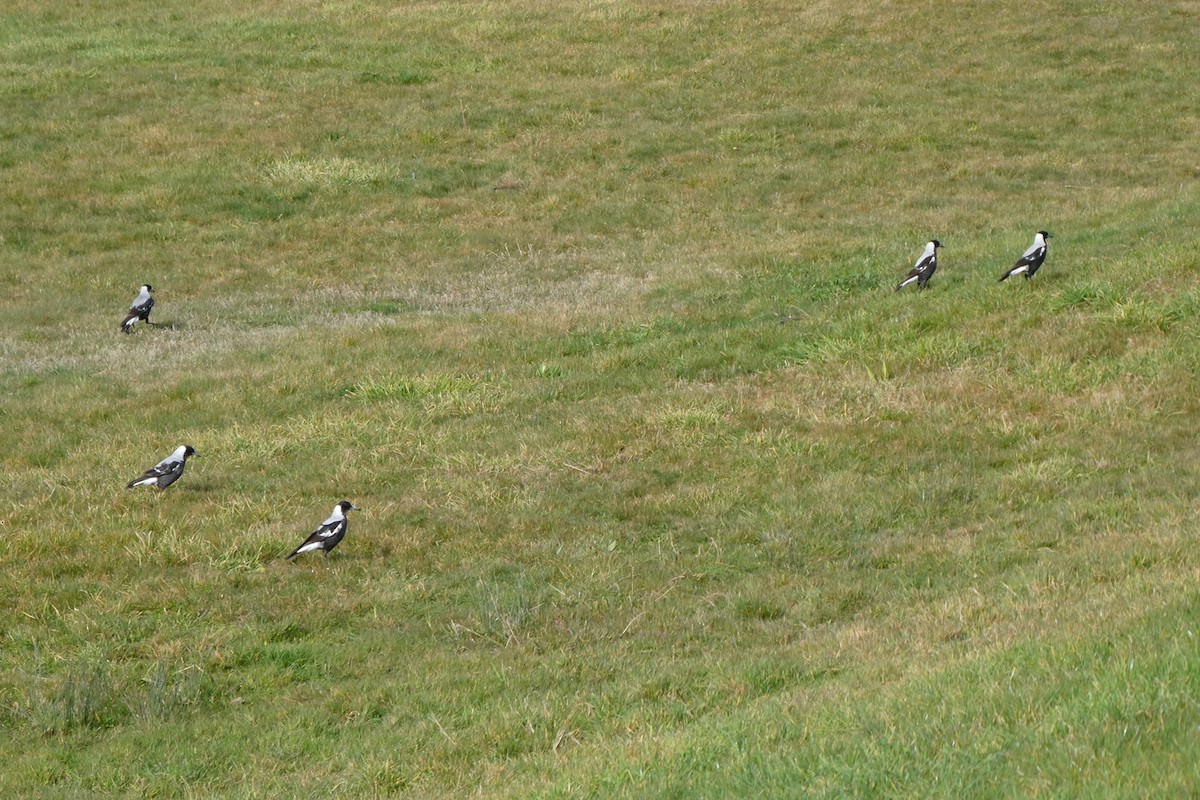 Australian Magpie - ML255054351