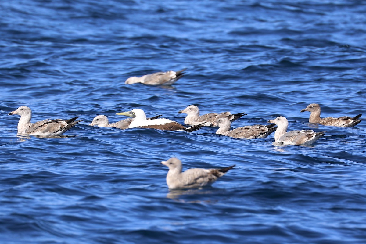 Masked Booby - ML255054591