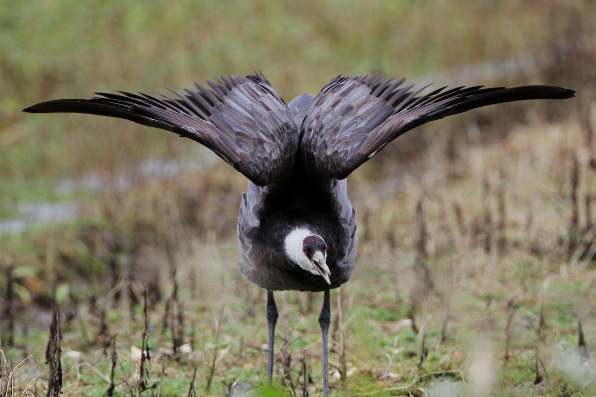 Hooded Crane - ML255056381