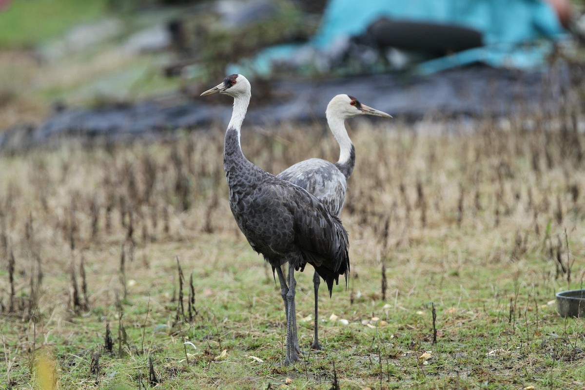 Hooded Crane - ML255056401