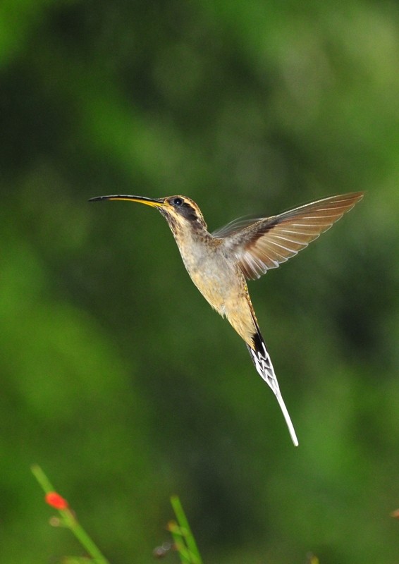 Scale-throated Hermit - ML255056871