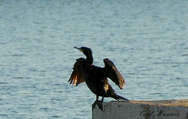 Kormoran - ML25505711