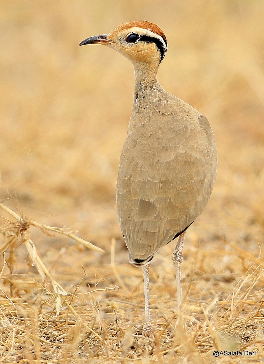 Temminck's Courser - ML255057471