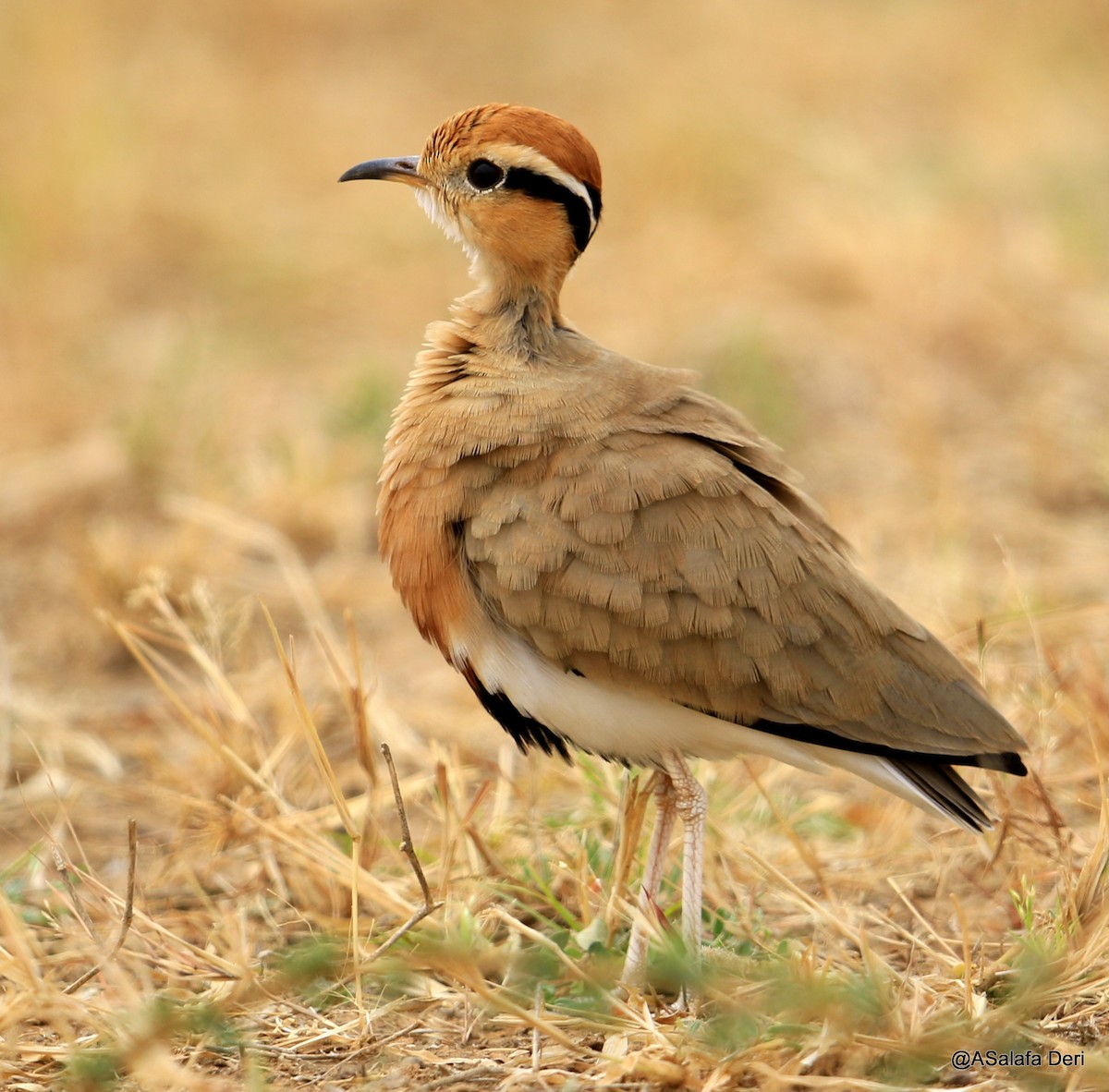 Temminck's Courser - Fanis Theofanopoulos (ASalafa Deri)