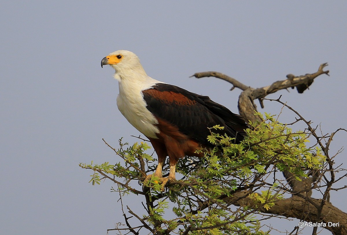 African Fish-Eagle - Fanis Theofanopoulos (ASalafa Deri)