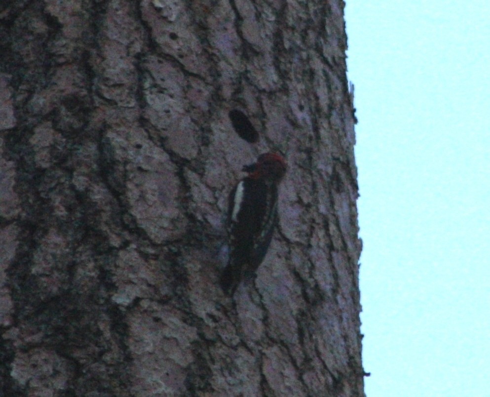 Red-breasted Sapsucker - Nels Nelson