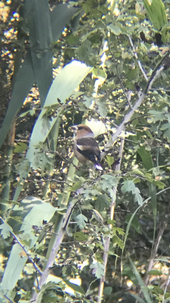 Банхар булжуухай - ML255061161