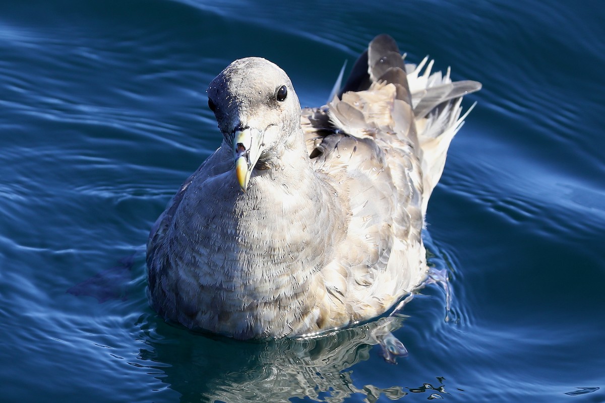 Northern Fulmar - Peter Kyne