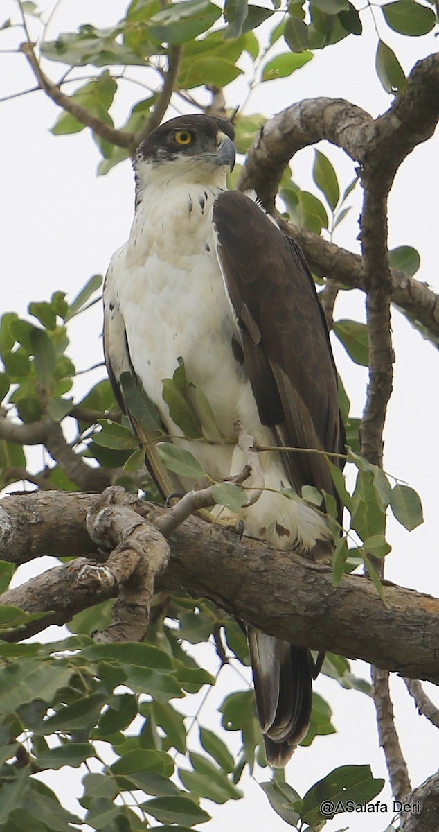 African Hawk-Eagle - Fanis Theofanopoulos (ASalafa Deri)