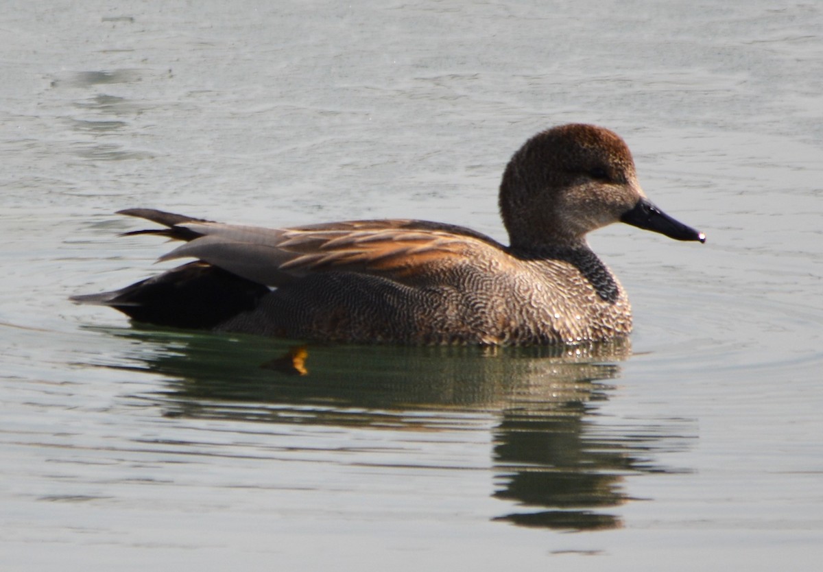 Gadwall - Steve Mierzykowski