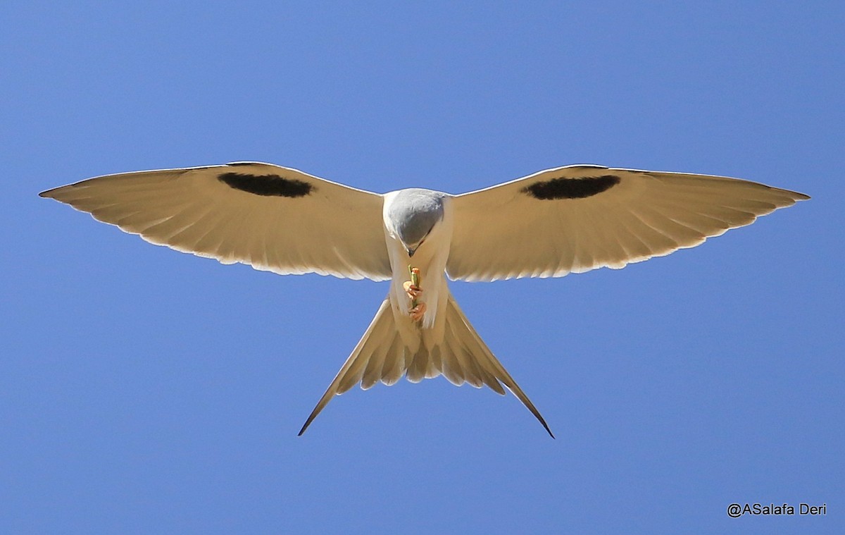 Scissor-tailed Kite - Fanis Theofanopoulos (ASalafa Deri)