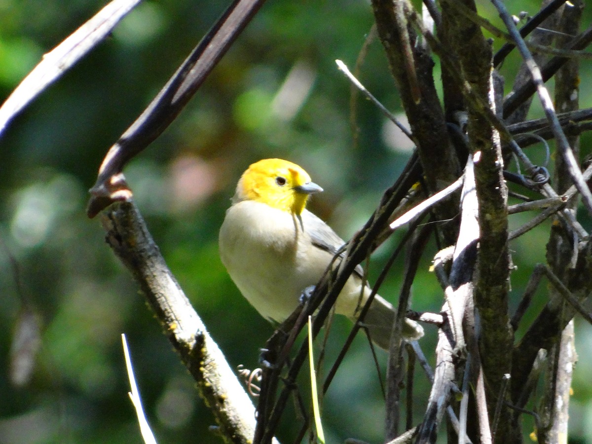 Orange-headed Tanager - ML255064421