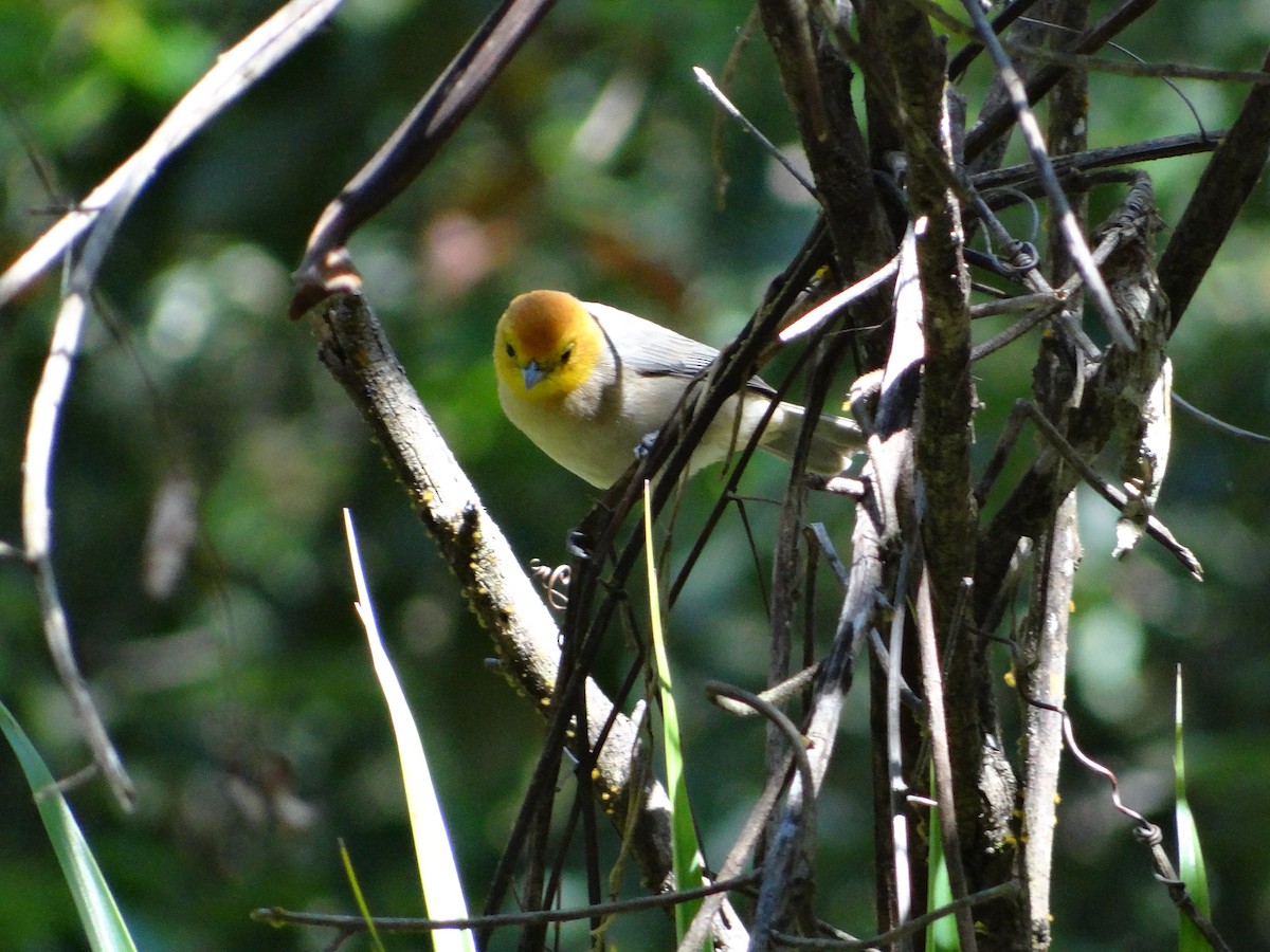 Orange-headed Tanager - ML255064471