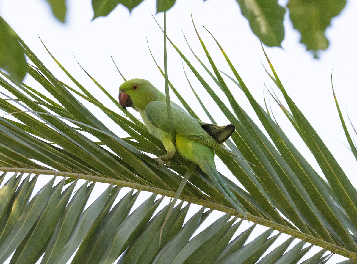 Rose-ringed Parakeet - ML255064911