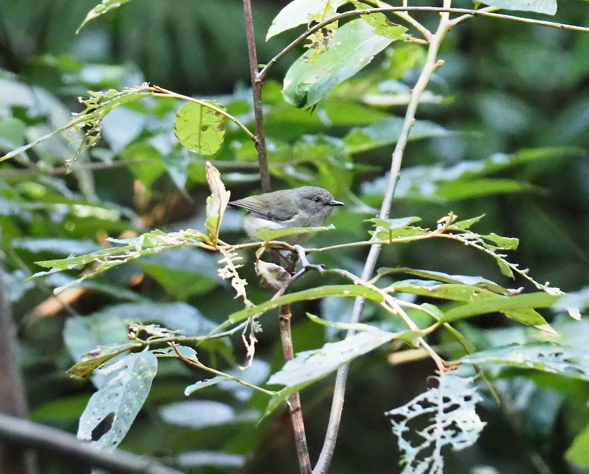 Mountain Thornbill - ML255066131