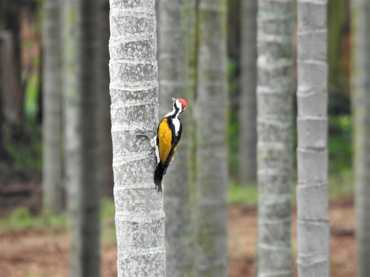 White-naped Woodpecker - Shivaprakash Adavanne