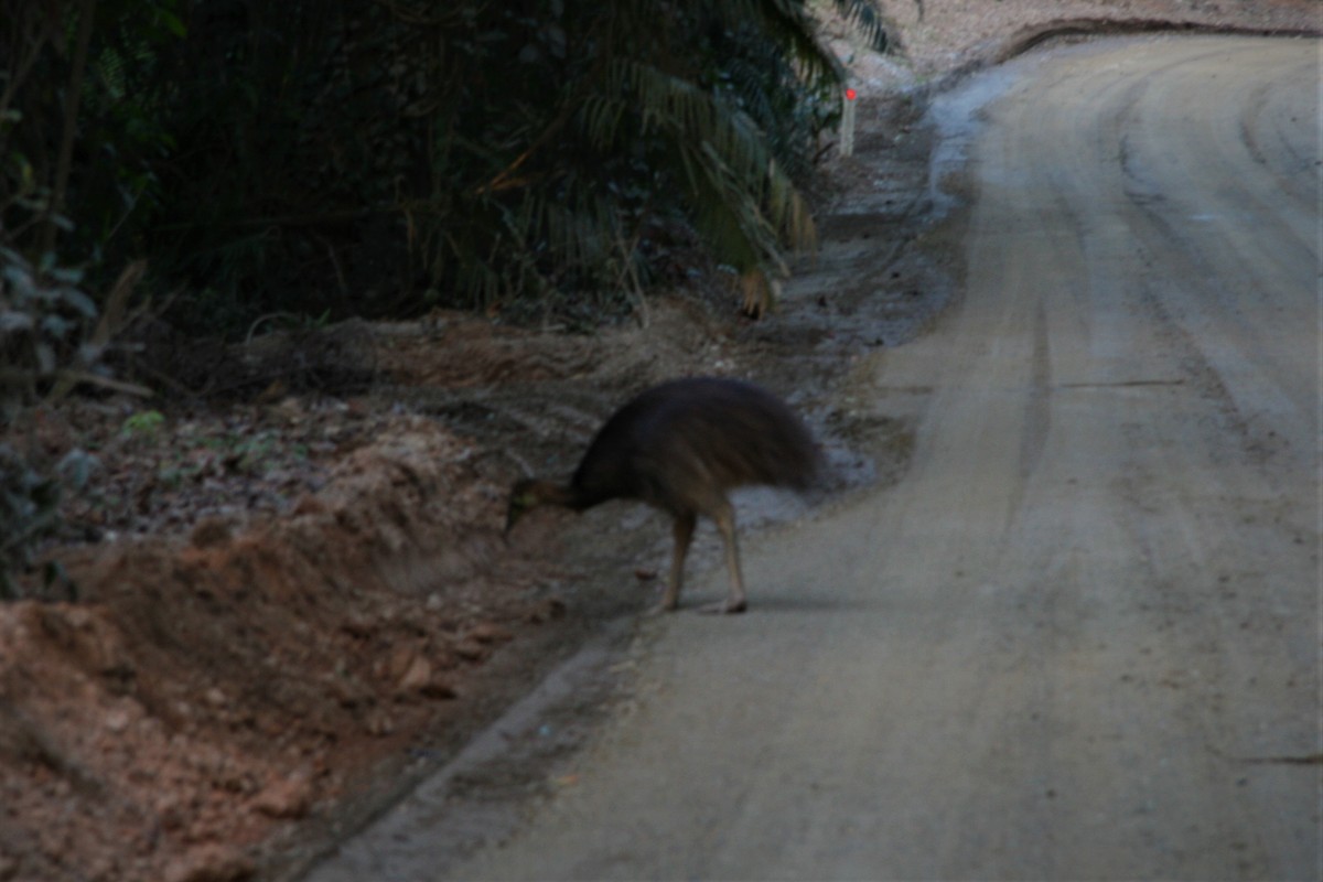 Southern Cassowary - ML255066731